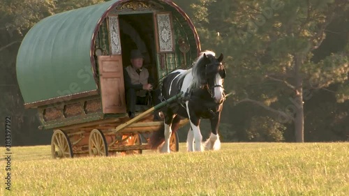 Gypsy Vanner Horse mare pulling bow top living wagon vardo across hilly fields