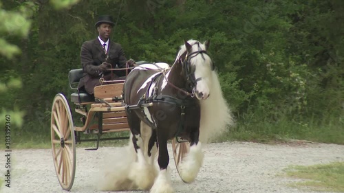 Man in formal attire driving Gypsy Vanner Horse stallion pulling buggy