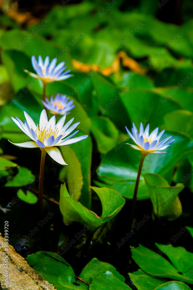 Nymphaea nouchali blue lotus close up Nymphaea nouchali blue lotus close up