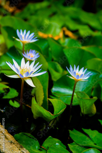 Nymphaea nouchali blue lotus close up