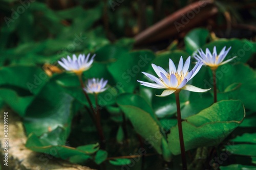 Nymphaea nouchali blue lotus close up