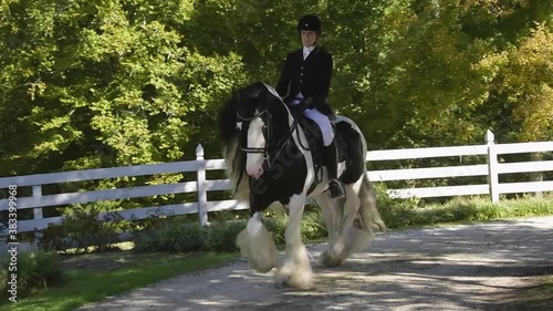 Gypsy Vanner Horse stallion D'Jango being ridden English