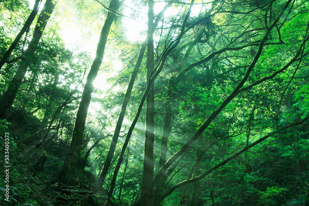 Naklejka premium 赤目四十八滝渓谷