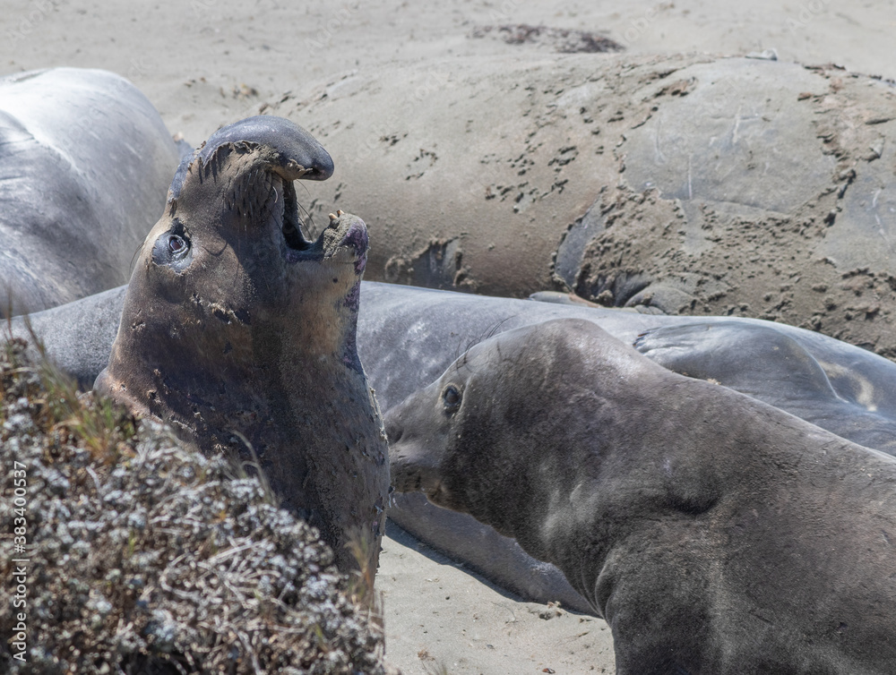 Fototapeta premium Molting Elephant Seals on the beach-San Simeon, California