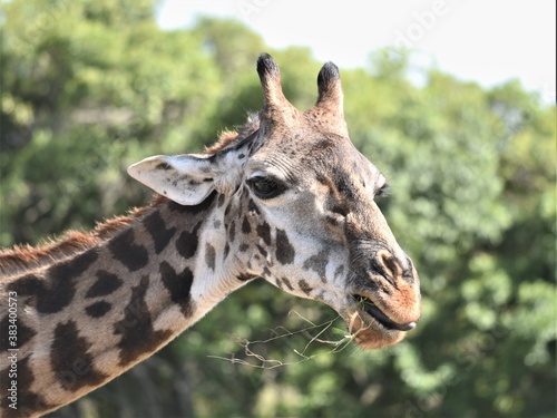 close up of a giraffe © SHAMIT