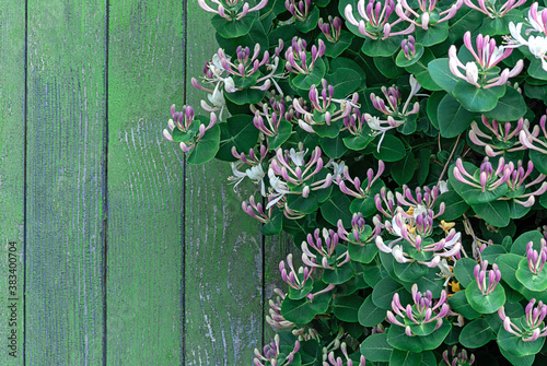 Fotografía Perfoliate Honeysuckle (Lonicera caprifolium) blooming wood-stemmed climber by w