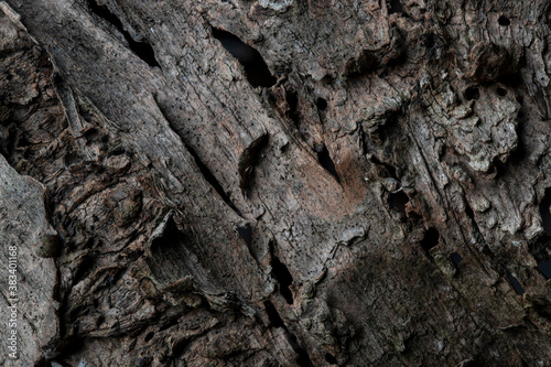 Bark detail