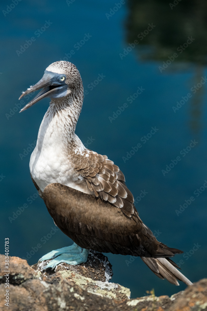 Naklejka premium Blue-Footed Booby profile. While visiting the Tunnel's area at Isabela Island, located on the Galapagos archipelago we were able to see really closely these beautiful and funny birds with blue feets n