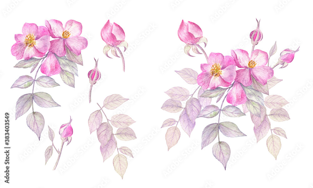 Tender watercolor botanical illustrations of roses on a white isolated background. Collection of roses composition (ready for postcards) and separate elements.