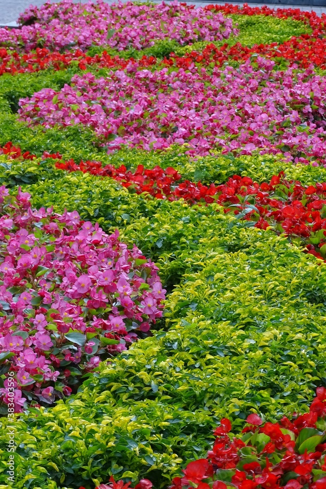 Full-color photo of a flower bed. Petunias, coleos, and flax are planted in curves and arcs. Bright colors: red, green, pink.
