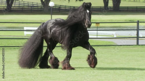 Gypsy  Horse stallion  sequence running unbridled at liberty