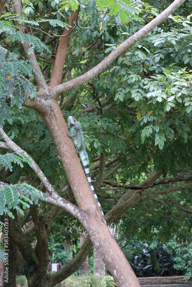 Fototapeta premium tree in the woods