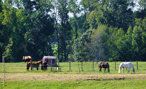 Horses Behind Fence in Summer