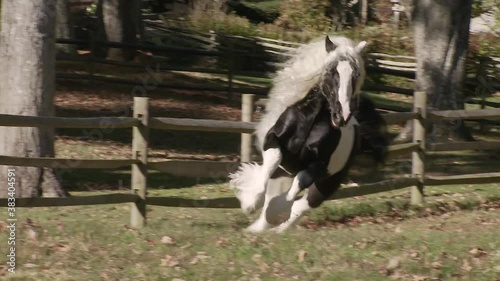 Gypsy Vanner horse stallion running at  liberty unbridled in green pasture.