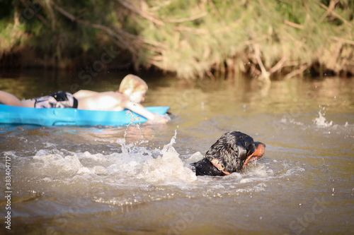 Fototapeta Naklejka Na Ścianę i Meble -  Rottweiler dog swimming in river with boy on kayak visible in background
