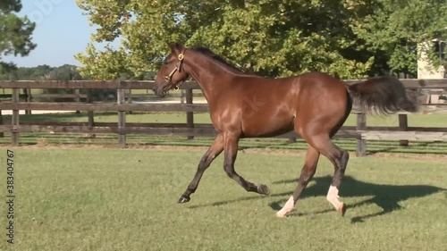 Standardbred colt runs in paddock