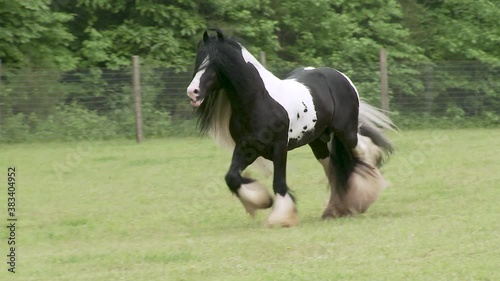 Gypsy Vanner horse stallion running at  liberty unbridled in green pasture.
