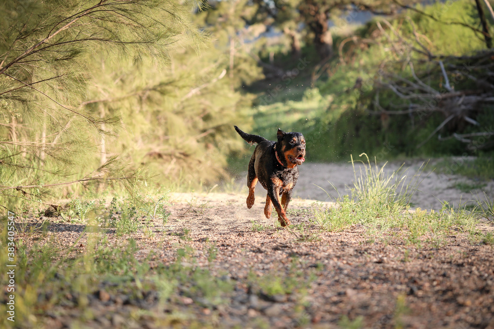 Happy rottweiler dog running along riverbed sopping wet after swimming in river