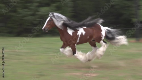 Gypsy Vanner Horse Stallion Copper Coin running unbridled at liberty