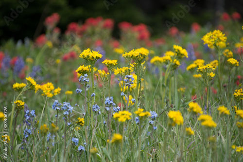 Alpine Wildflowers