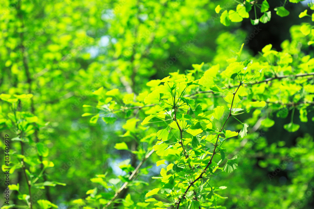 Obraz premium 新緑