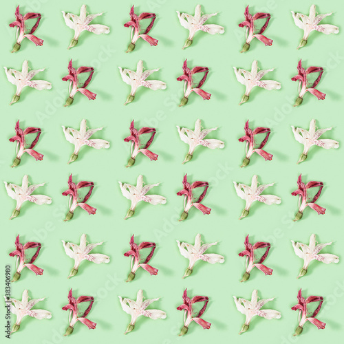 Seamless regular creative pattern from natural dry white and red flower, floral design © yrabota