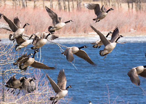 Birds, fowl, birds of prey, in British Columbia Canada