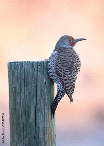 Birds, fowl, birds of prey, in British Columbia Canada