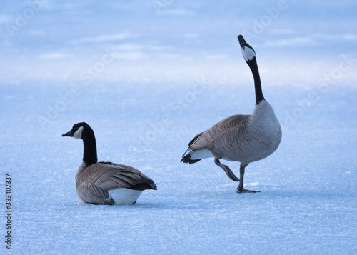 Birds, fowl, birds of prey, in British Columbia Canada