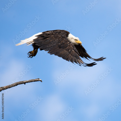 Birds, fowl, birds of prey, in British Columbia Canada