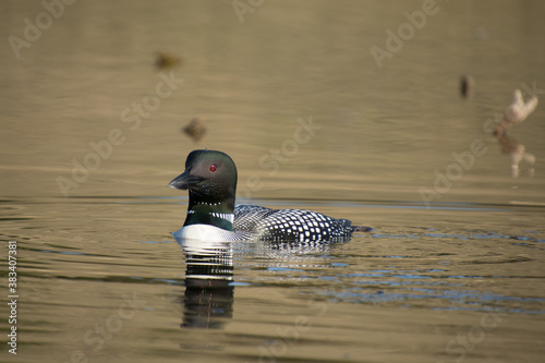 Birds, fowl, birds of prey, in British Columbia Canada