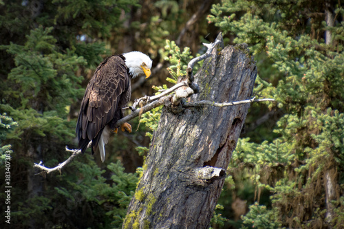 Birds, fowl, birds of prey, in British Columbia Canada