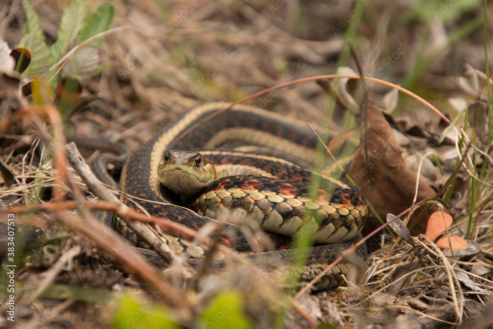 Fototapeta premium Snakes in British Columbia Canada