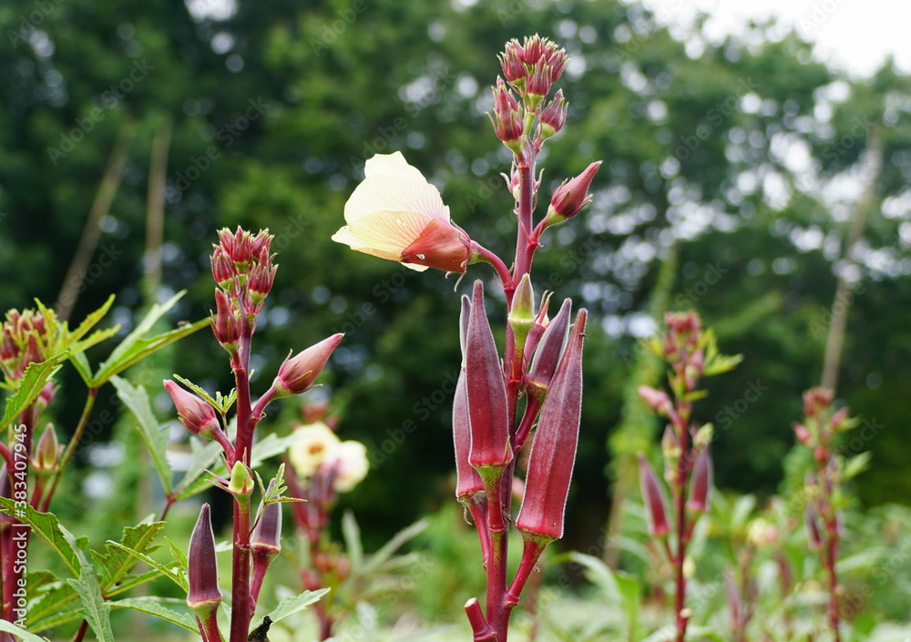 Carmine Splendor red okra with yellow flower Carmine Splendor red okra with yellow flower