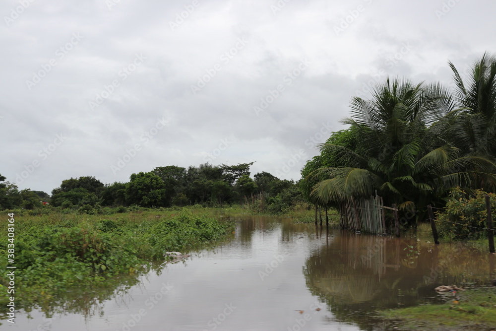 Obraz premium rice field