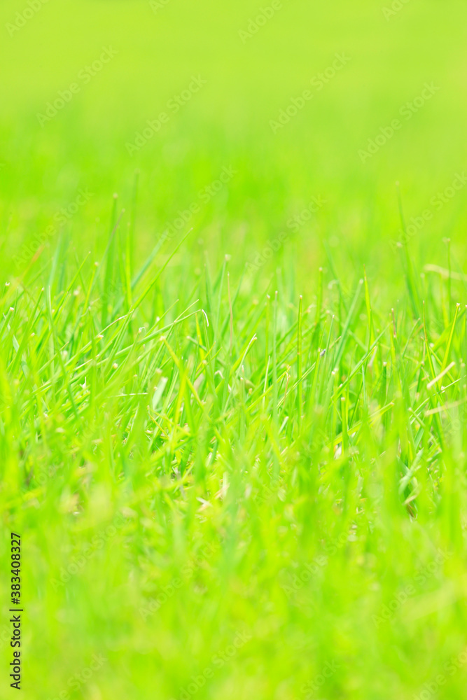 Fototapeta premium 芝生