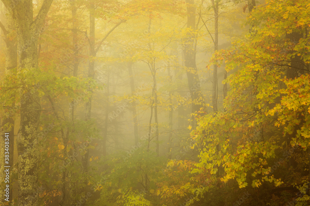 Dreamy foggy moments in the fall colored trees in north carolina, the Blue Ridge Mountains. Layers of fog and mist float through the landscape. 