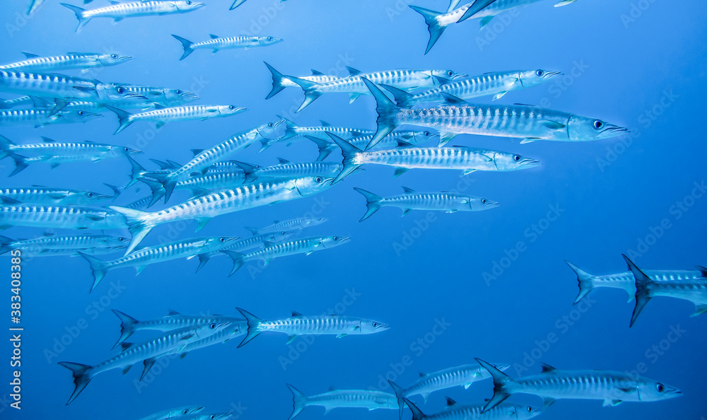 A flock of barracudas swimming rapidly under the surface of the Indian ocean