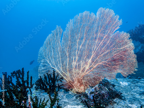 Large gorgonian blossomed like a sail at the bottom of the Andaman sea in Thailand