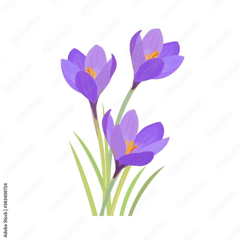 クロッカス 冬の花 クロッカス 冬の花