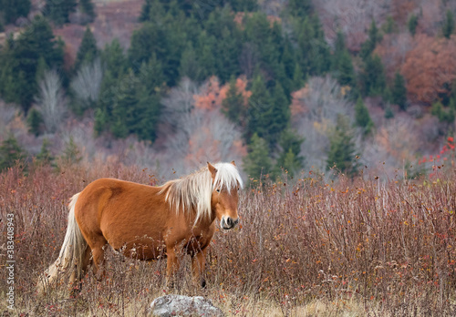 Murais de parede Wild ponies run free in Virginia's Greyson Highland State  Park