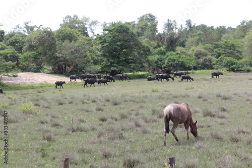 herd of horses © Guilherme
