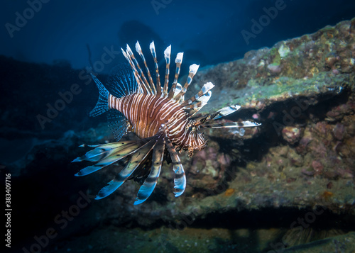Lionfish on a sunken ship at night in the Indian ocean