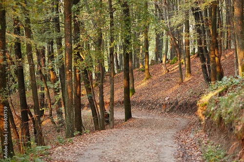 Autumn forest trail path with colorful leaves on trees
