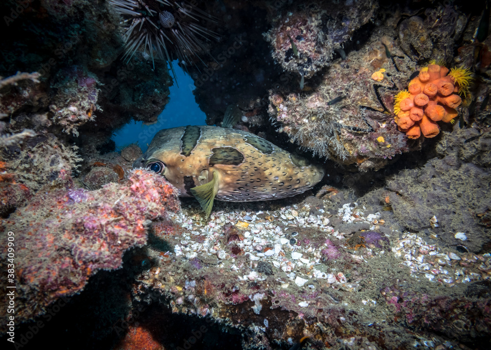 Modest Spotted Burrfish at the bottom of the Indian ocean Modest Spotted Burrfish at the bottom of the Indian ocean