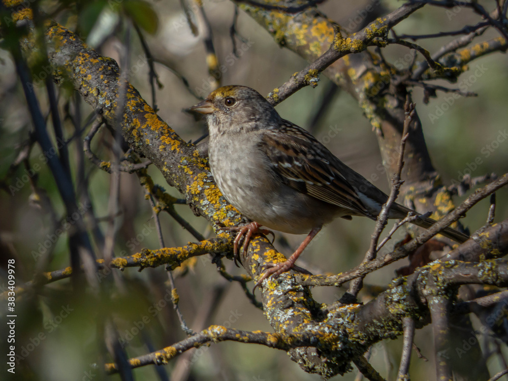 Golden-crowned sparrow (Zonotrichia atricapilla) perched in lichen covered tree branch Golden-crowned sparrow (Zonotrichia atricapilla) perched in lichen covered tree branch