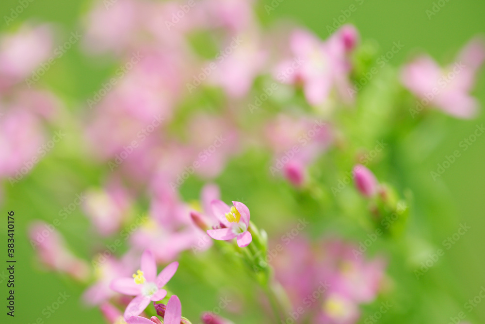 ピンクの花 ピンクの花