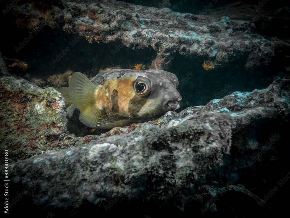 Curious Spotted Burrfish at the bottom of the Indian ocean