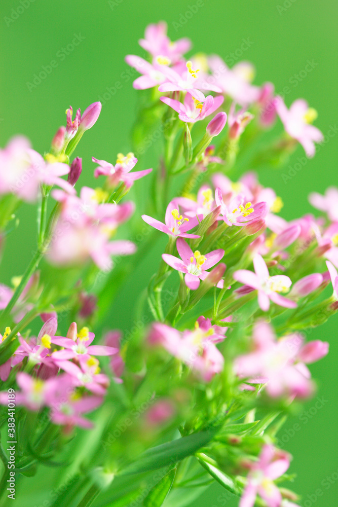 ピンクの花 ピンクの花