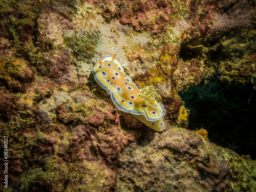 Nudibranch mollusk (Chromodoris Geminus) on a coral reef in the Indian ocean photo